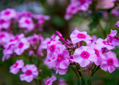 güzel pembe çiçekler