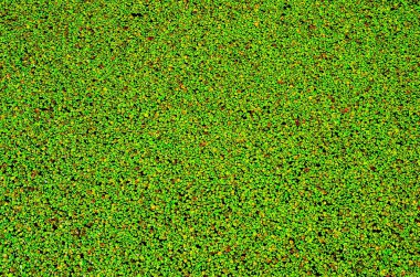 Ortak duckweed Full frame doku.