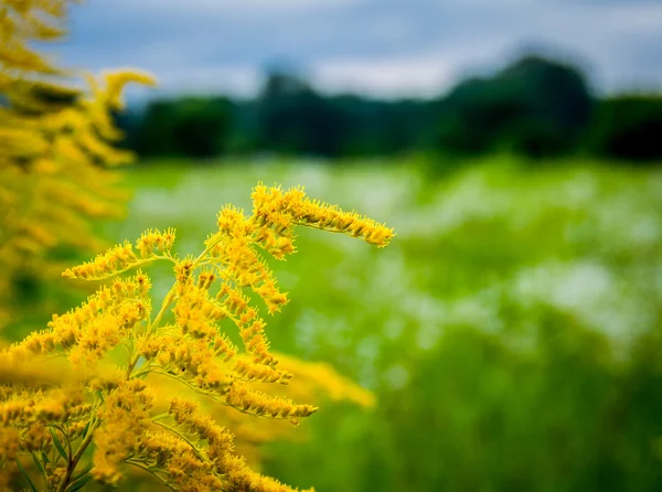 La hermosa flor silvestre amarilla — Foto de Stock