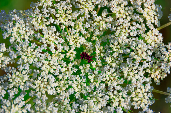 Beautiful cow parsnip Heracleum 