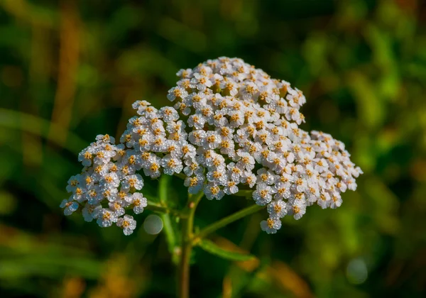 Achillea millefolium — Stockfoto