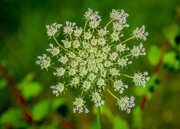 Beautiful cow parsnip Heracleum 