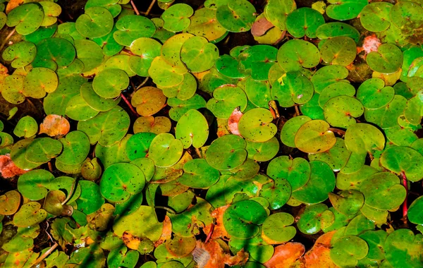 Wspólnej duckweed pełną klatkę tekstura. — Zdjęcie stockowe