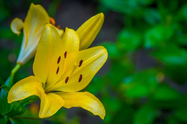 Yellow lilies in garden — Stock Photo, Image