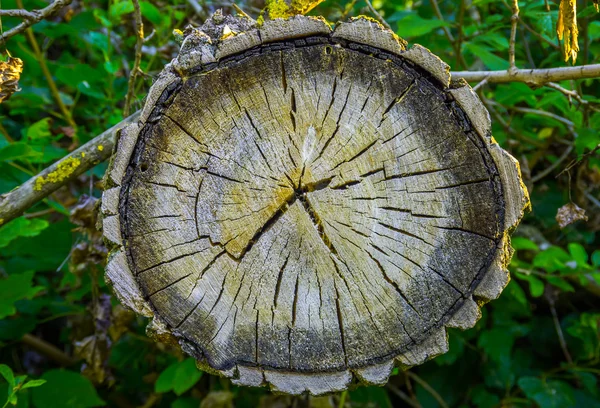 Stromu prsten, Log, dřevo. — Stock fotografie