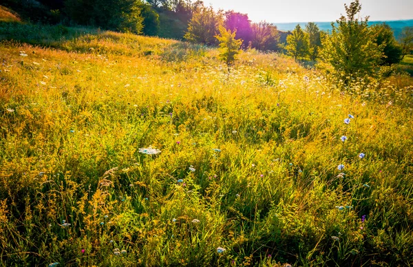美丽的绿色野生草甸 — 图库照片