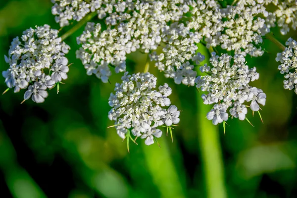 Belo heracleum vaca pastinaga — Fotografia de Stock