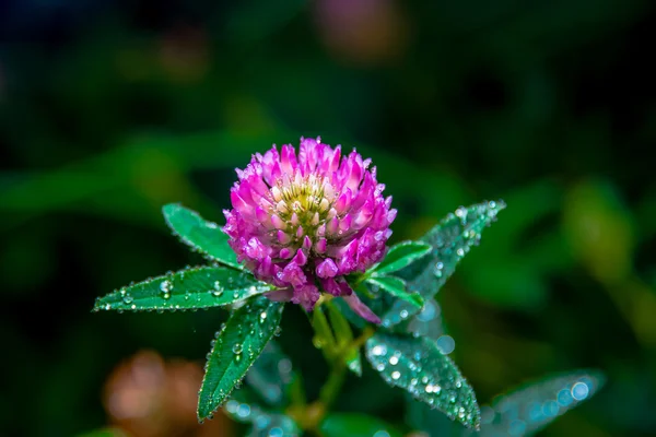 Trifolium pratense — Foto de Stock