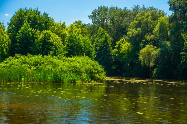 Sunny day on a calm river in summer — Stock Photo, Image