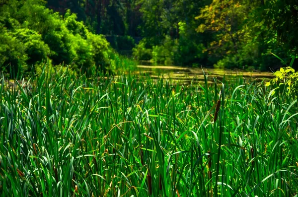 Día soleado en el río tranquilo —  Fotos de Stock