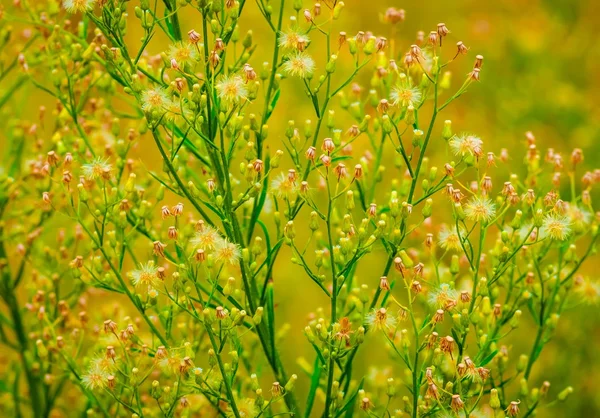 Beautiful green grass — Stock Photo, Image