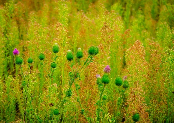 美しい緑の芝生 — ストック写真