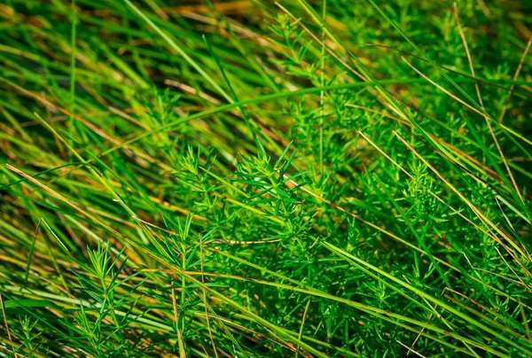 Vackert grönt gräs — Stockfoto