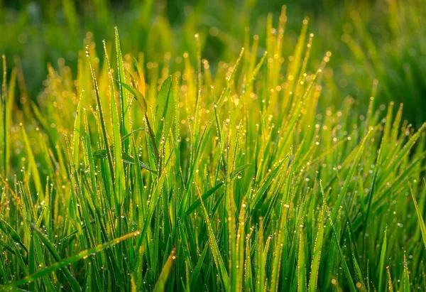 Hermosa hierba verde — Foto de Stock