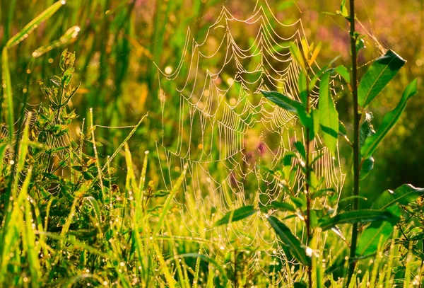 Güzel örümcek ağı — Stok fotoğraf