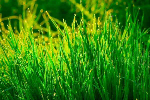 Beautiful green grass — Stock Photo, Image