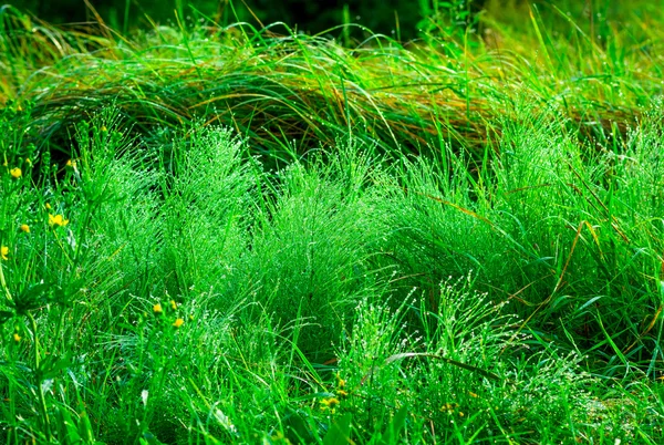 Hermosa hierba verde — Foto de Stock