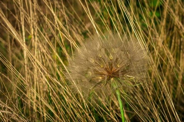 Maskros — Stockfoto