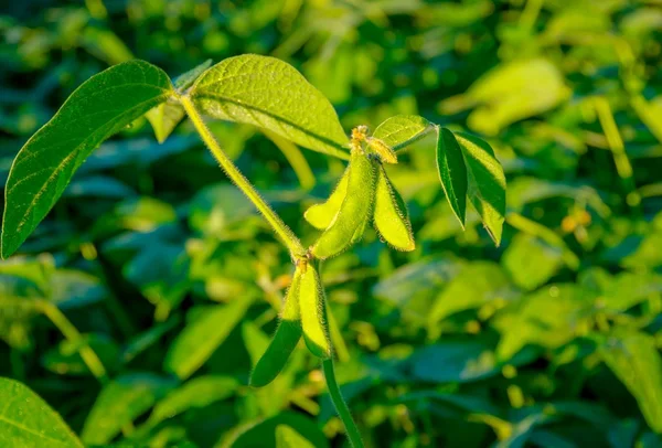 Зелені Боби Ростуть Полі Літній Ранок — стокове фото