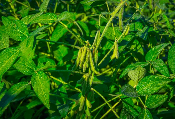 Judías Verdes Creciendo Campo Una Mañana Verano — Foto de Stock