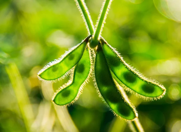 Green beans — Stock Photo, Image