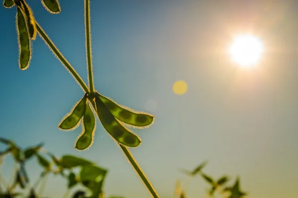 在一个夏天的早晨在球场上生长的青刀豆 — 图库照片