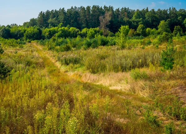 Estrada Terra Uma Floresta Uma Manhã Verão — Fotografia de Stock