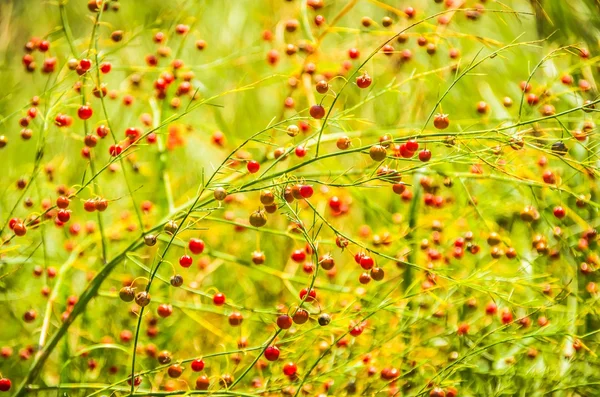 Красные Ягоды Траве Летнюю Погоду Соничную — стоковое фото