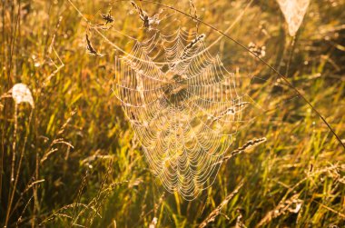 Web su ile çim üzerinde erken sonbahar sabahı düşer.