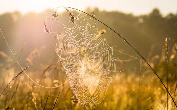Pastırma yazı ve örümcek ağları — Stok fotoğraf