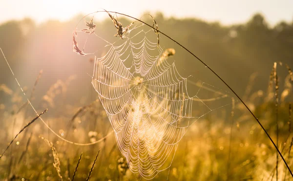 Verão indiano e teias de aranha — Fotografia de Stock