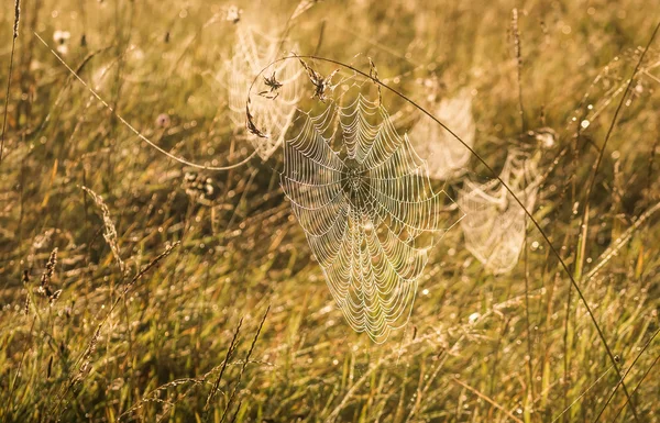 Web Avec Des Gouttes Eau Sur Herbe Petit Matin Automne — Photo