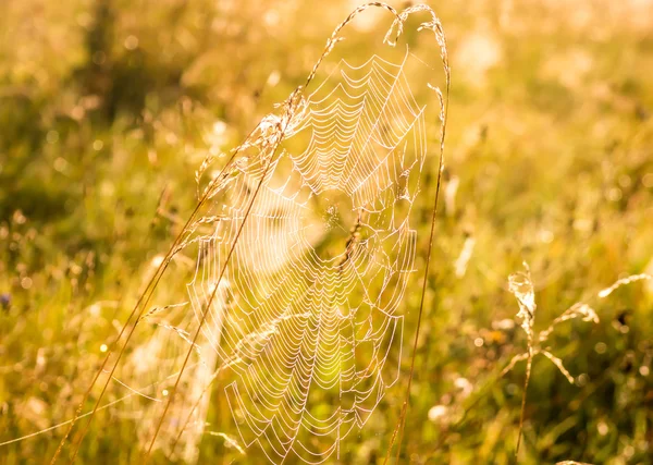 Web Con Gocce Acqua Sull Erba All Inizio Della Mattina — Foto Stock