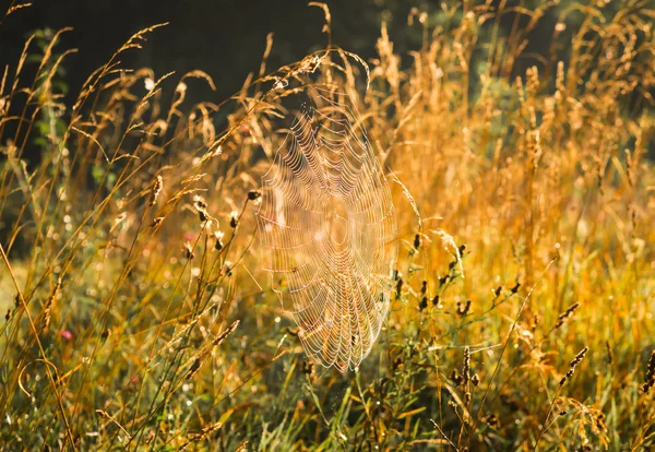 Netz Mit Wassertropfen Auf Dem Gras Frühen Herbstmorgen — Stockfoto