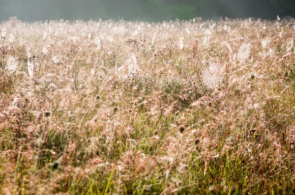 Webben Med Vatten Droppar Gräset Hösten Morgonen — Stockfoto