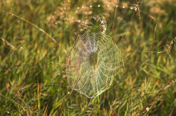 Cobweb with the dew — Stock Photo, Image