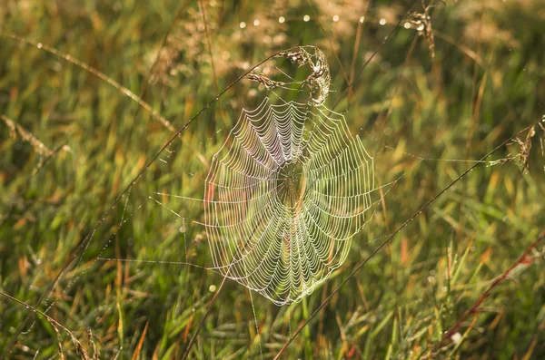 Çiy örümcek ağı — Stok fotoğraf