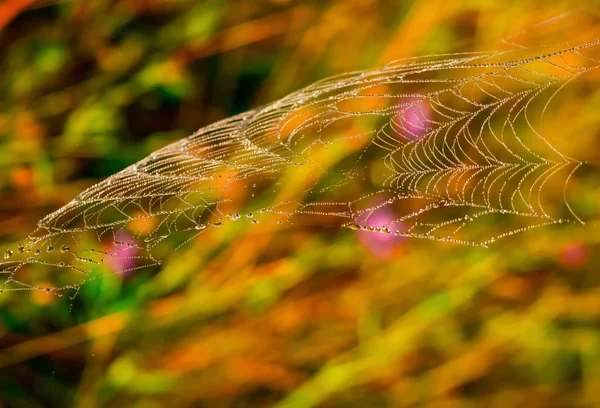 Beautiful Spiderweb Dew Summer Morning — Stock Photo, Image