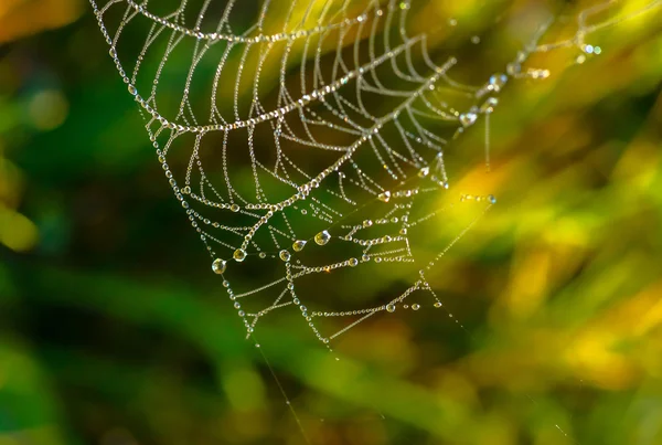 Cobweb with the dew — Stock Photo, Image