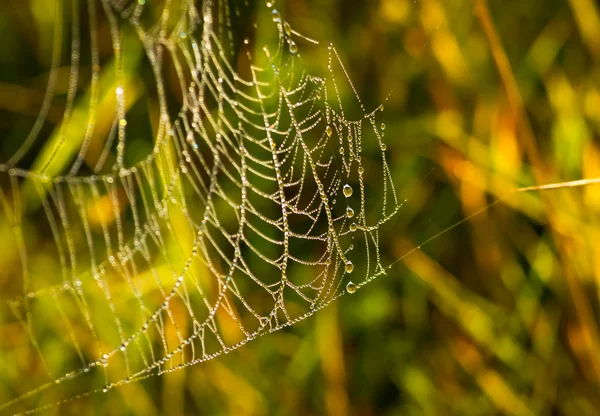 Çiy örümcek ağı — Stok fotoğraf