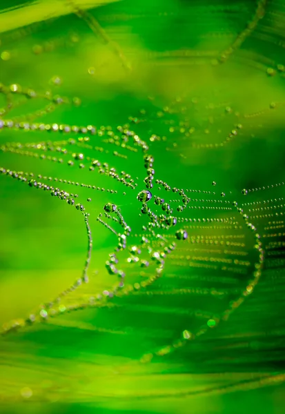 Cobweb con el rocío — Foto de Stock