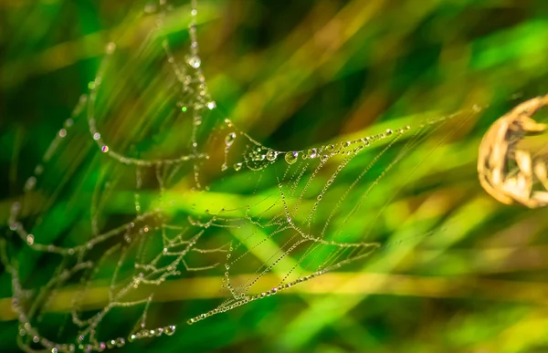 Mooie Spiderweb Met Dauw Een Zomerochtend — Stockfoto