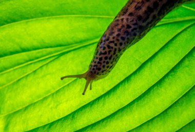 Hosta yaprak üzerinde leopar slug