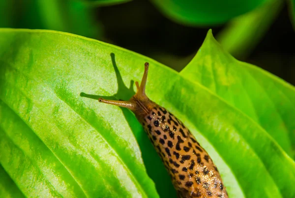 Lesma de leopardo na folha de hosta — Fotografia de Stock