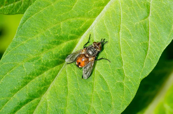 A mosca senta-se em um verde — Fotografia de Stock