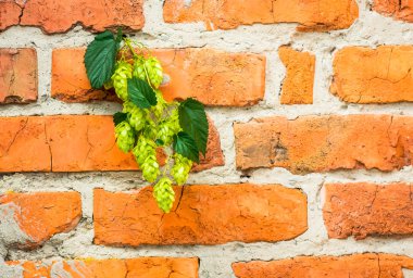 bir tuğla duvar atla 