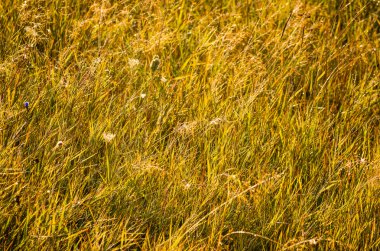 Sabahın erken saatlerinde güzel sarı çim