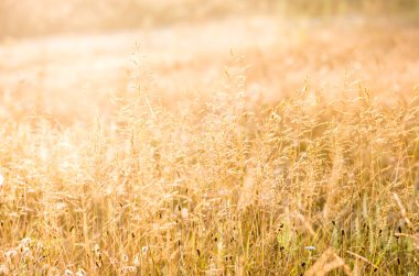 Sabahın erken saatlerinde güzel sarı çim