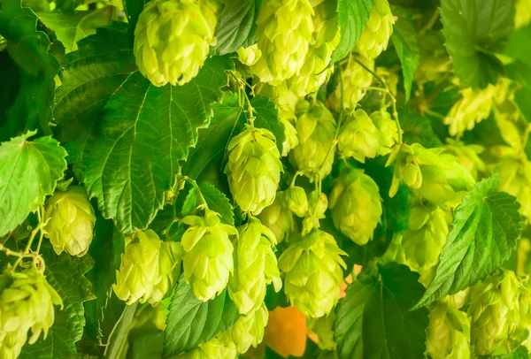 Grüner Hopfen — Stockfoto