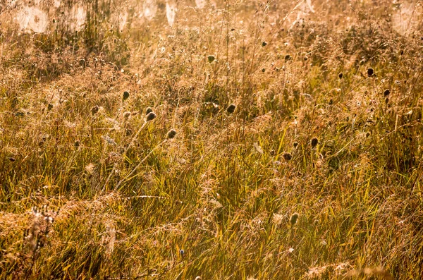 Vackra Gula Gräset Tidigt Morgonen — Stockfoto